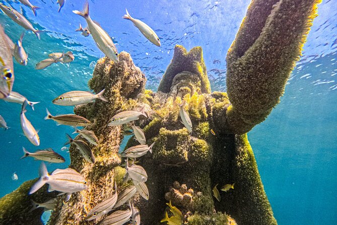 Bahamas: Swimming Pigs, Snorkeling, Beach Break Package - Included Activities