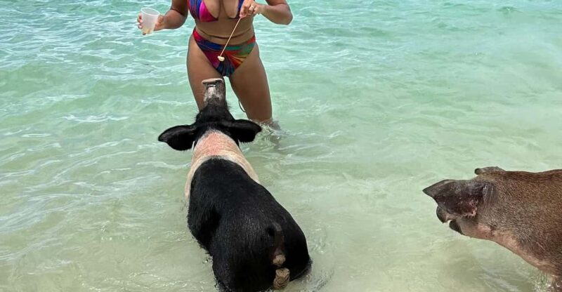 Bahamas: Swimming Pigs & Snorkeling Cruise With Lunch & Rum - Key Points