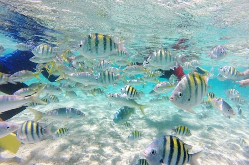 Bahía De Las Aguilas: Beach Day Trip by Boat - Itinerary and Activities