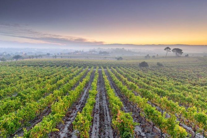Bairrada Private Tour (Luso & Curia Villages) With Wine Tasting - Additional Information