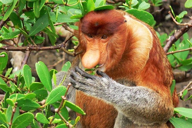 Bako National Park - Tour Details and Inclusions