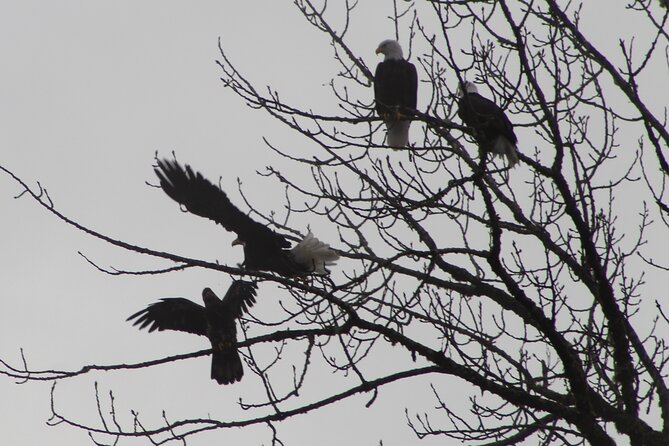 Bald Eagles Nesting Area Tour at Skagit River - Meeting and Pickup Details