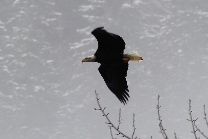 Bald Eagles Nesting Area Tour at Skagit River - Accessibility and Participation