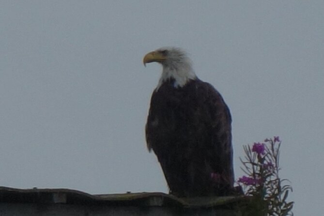 Bald Eagles Nesting Area Tour at Skagit River - Booking and Cancellation
