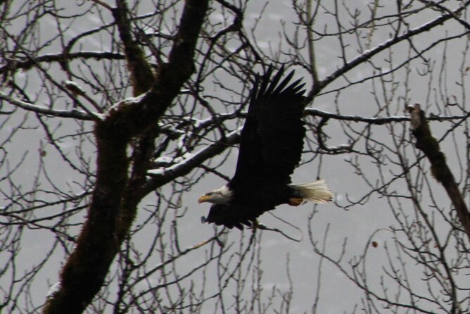 Bald Eagles Nesting Area Tour at Skagit River - Highlights of the Tour