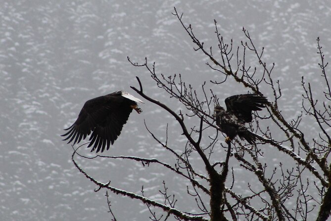 Bald Eagles Nesting Area Tour at Skagit River - Frequently Asked Questions