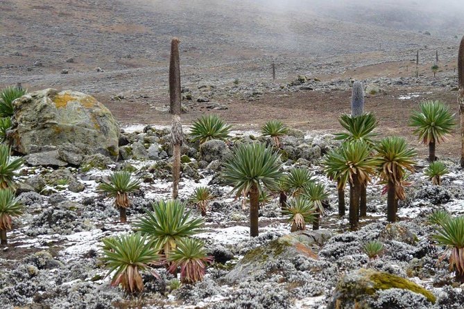 Bale Mountains National Park – 5 Day Tour - Pickup and Meeting