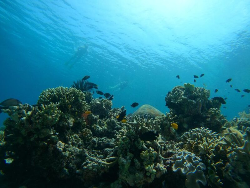 Bali: 2 Spot Snorkeling, The Monkey Bar & Best Waterfalls - Detailed Itinerary