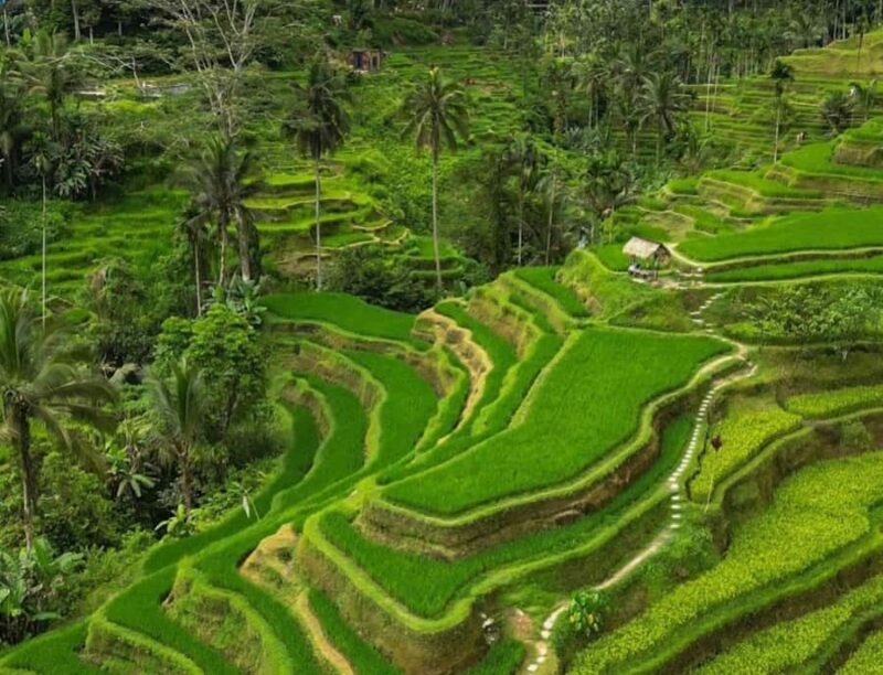 Bali: 3-Day Must-Do Highlights Nature & Culture Tour - Who Should Book This Tour?
