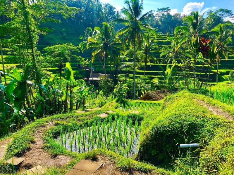 Bali: 3-Day Private Tour With Temples, Waterfalls & More - Northern Bali Natural Beauty