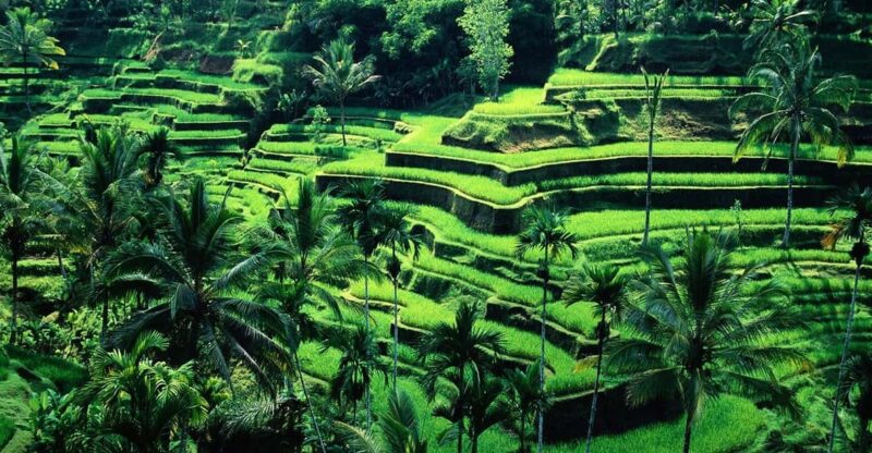 Bali: 6 Hours Customize Ubud Private Car Charter With Driver - Key Points