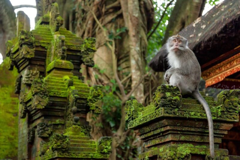 Bali: 6 Hours Customize Ubud Private Car Charter With Driver - Customization and Highlights