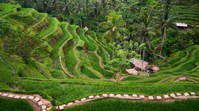 Bali: 8-Hour Ubud Highlights & Tanah Lot Temple Sunset Trip - Frequently Asked Questions