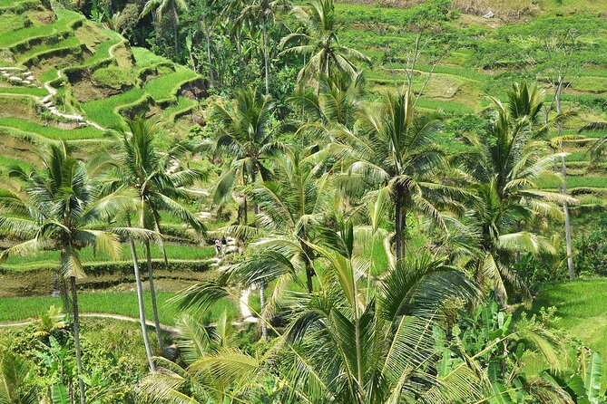 Bali Airport Arrival Transfer and Private Car Charter Combo - Customer Reviews