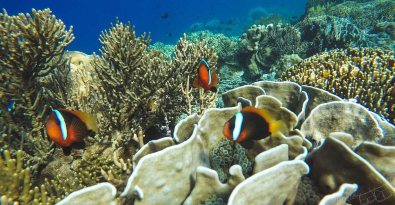 Bali: All-Inclusive Blue Lagoon Snorkeling & Optional Tour - Snorkeling Equipment and Inclusions