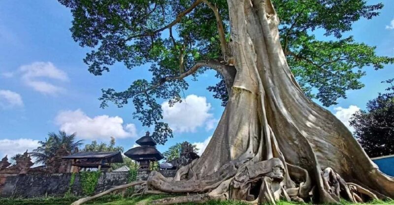 Bali : Amazing Hidden Gems in Bali Nature, Temple & Watefall - Included Amenities