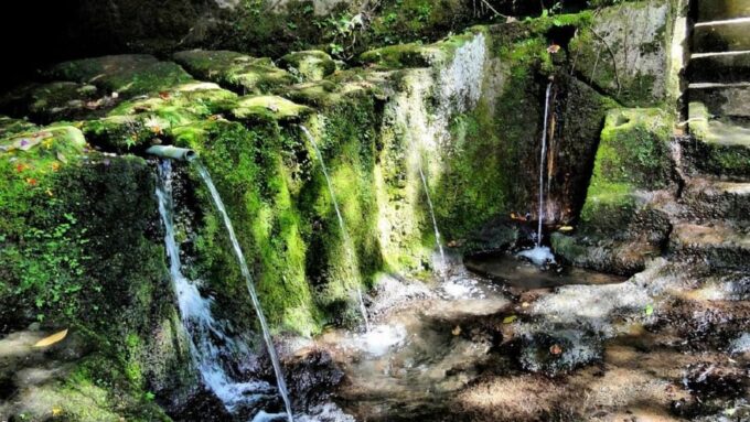 Bali : Amazing Hidden Gems in Bali Nature, Temple & Watefall - Bayan Ancient Tree