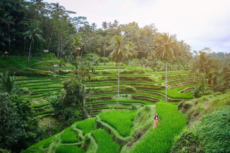 BALI : Amazing Private Tour in Ubud - Key Points