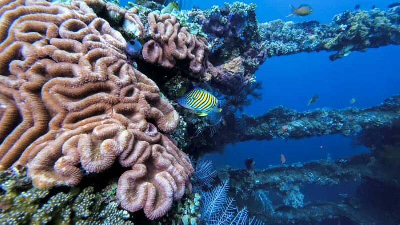 Bali, Amed: Advanced Open Water Course with Kayak Adventure - Final Thoughts