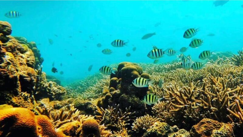 Bali: Amed, Jemeluk & Lipah Beach Snorkeling Adventure - Important Details to Note