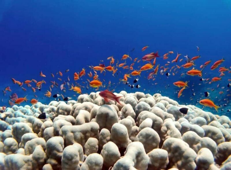 Bali/Amed: Underwater Temple Snorkeling Experience - The Sum Up