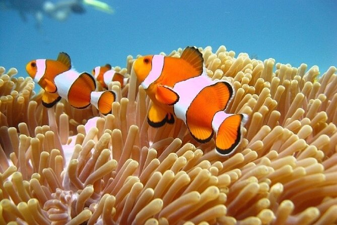 Bali ATV Quad Bike Adventure and Snorkeling Tour - Combining Excitement and Relaxation