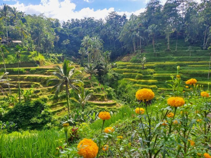 Bali : Atv Quad Bike, Rice Terrace, Waterfall. - Pickup and Gear
