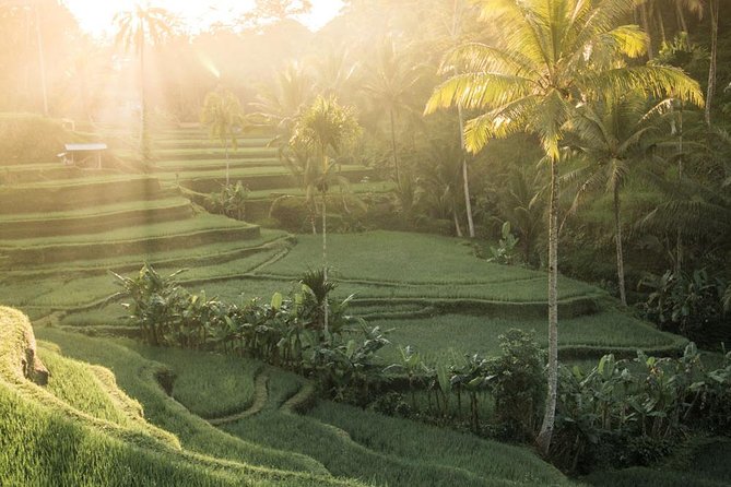 Bali ATV Quad Bike With Kintamani Volcano and Ubud Tour - Visiting Local Coffee Farms