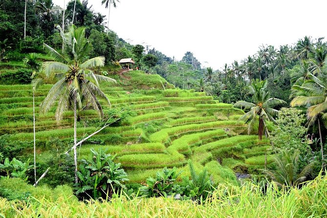 Bali ATV Ride Adventure and Kintamani Mt. Batur Volcano View - Pickup Information