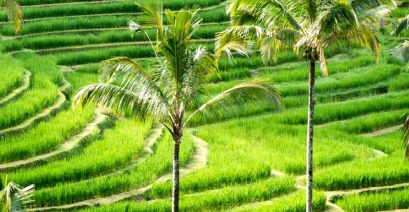 Bali: Bedugul Lake Temple, Twin Waterfall & Rice Field Tour - Key Points
