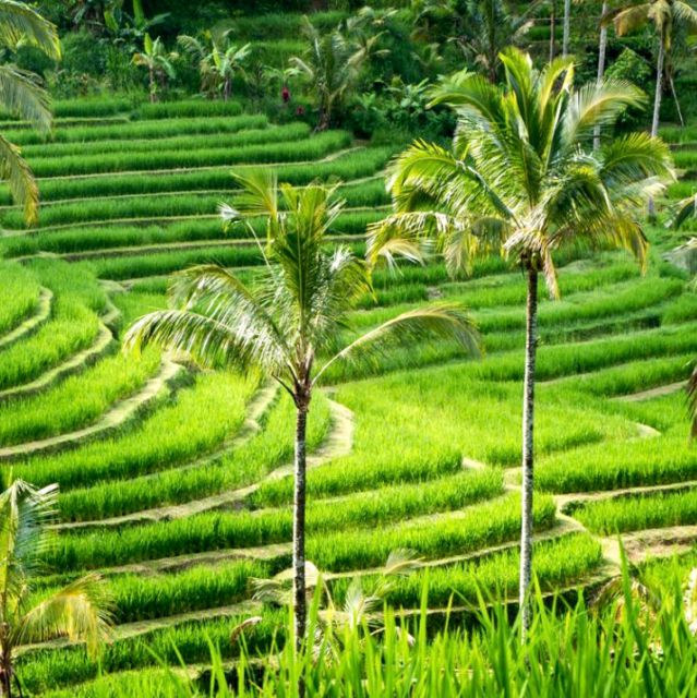 Bali: Bedugul Lake Temple, Twin Waterfall & Rice Field Tour - Experience and Activities