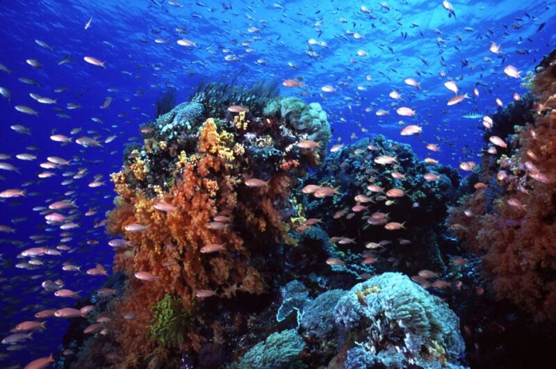 Bali Benoa: Lembongan Reef & Water Activities Day Cruise - Experience and Activities