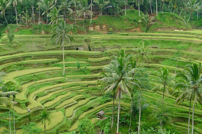 Bali Benoa Shore Excursion for Cruise's Passenger - All Inclusive - Practical Aspects and Value