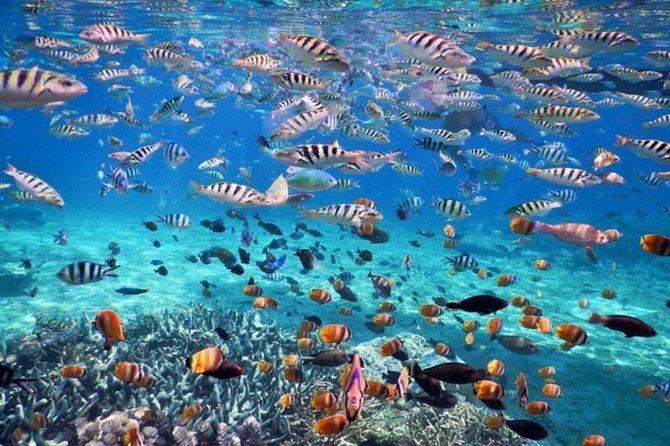 Bali Best Destination - Special Packed Trip to Nusa Penida - Transportation and Pickup