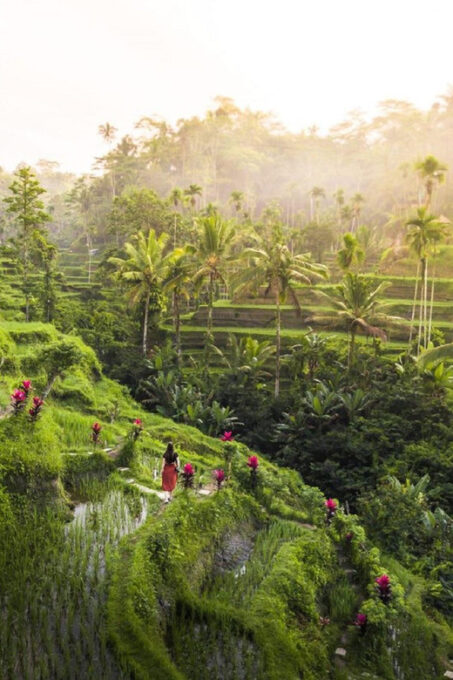 Bali: Best of Ubud Waterfall & Rice Terrace Tour - Discover Tegalalang Rice Terrace