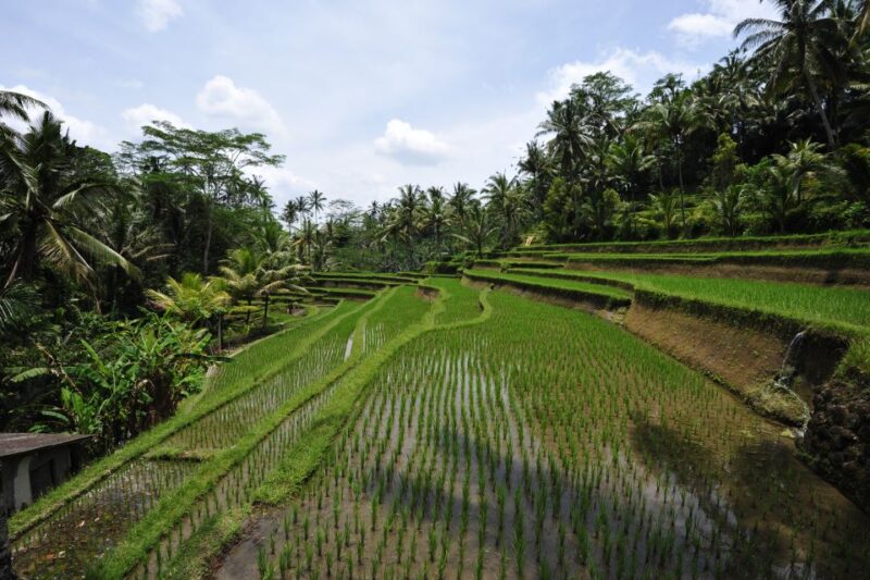 Bali: Best Sunrise Spots & Ubud Monkey Forest Private Tour - Experiencing the Sunrise at Pinggan Village