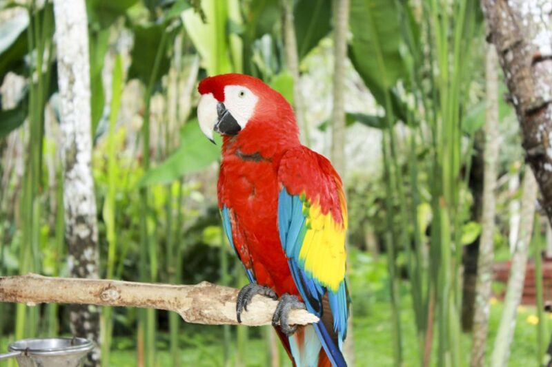 Bali Bird Park: 1-Day Admission Ticket - Key Points