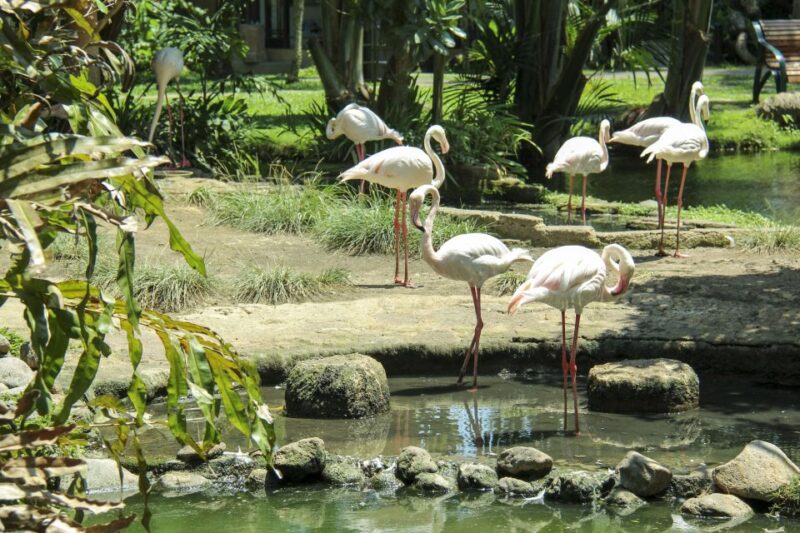 Bali Bird Park: 1-Day Admission Ticket - Experience Highlights