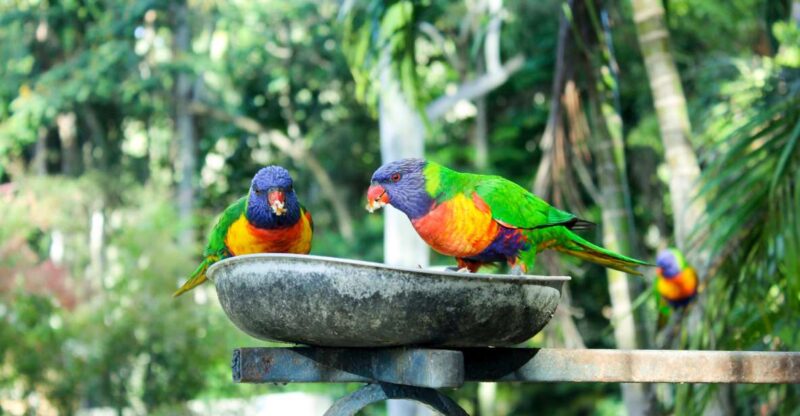 Bali Bird Park: 1-Day Admission Ticket - Park Features