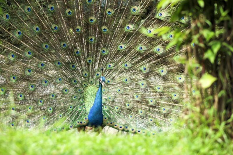 Bali Bird Park: 1-Day Admission Ticket - Show Schedule