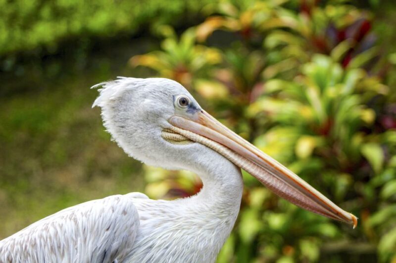 Bali Bird Park: 1-Day Admission Ticket - Participant Information