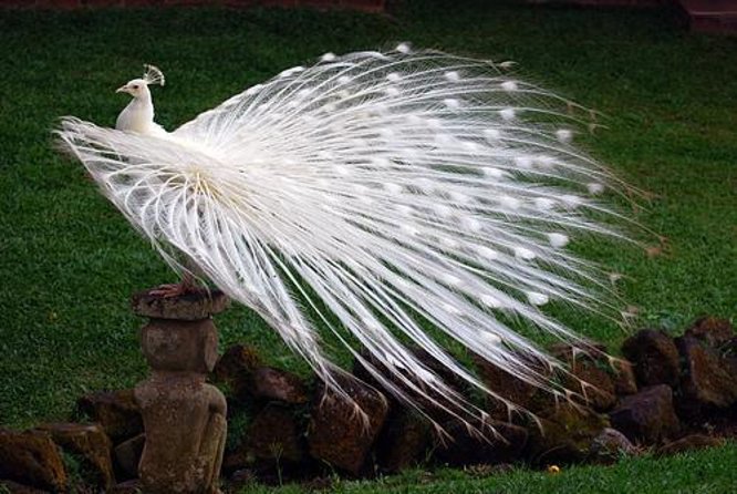 Bali Bird Park Admission Ticket With Hotel Transfer - Key Points