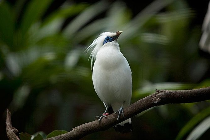 Bali Bird Park Admission Ticket With Hotel Transfer - Getting to Bali Bird Park