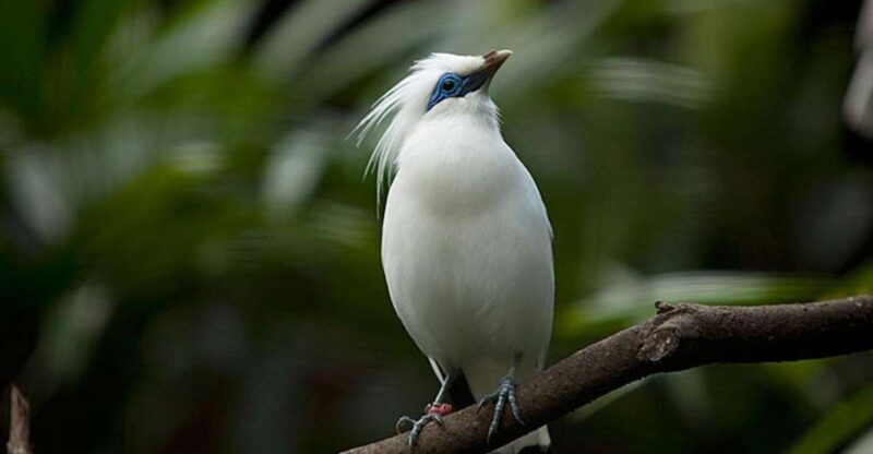 Bali: Bird Watching Tour in Ubud Countryside With Transfer - Experience Highlights