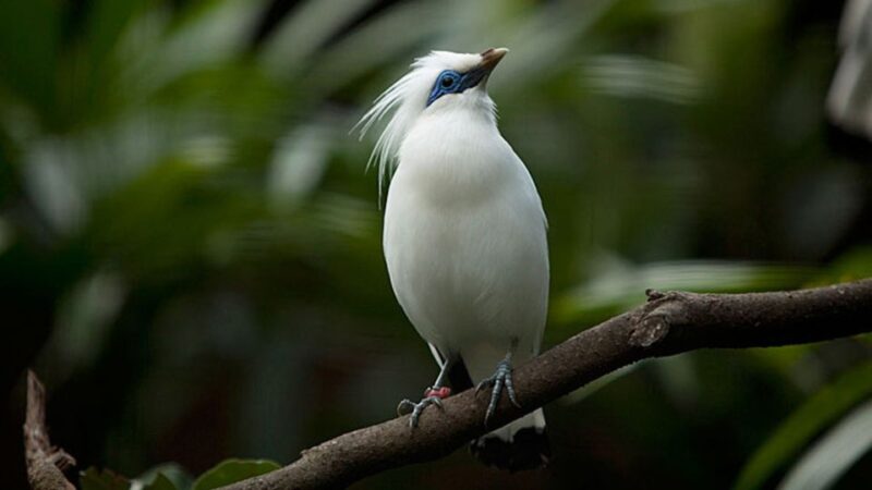 Bali: Bird Watching Tour in Ubud Countryside With Transfer - Guided Tour Details