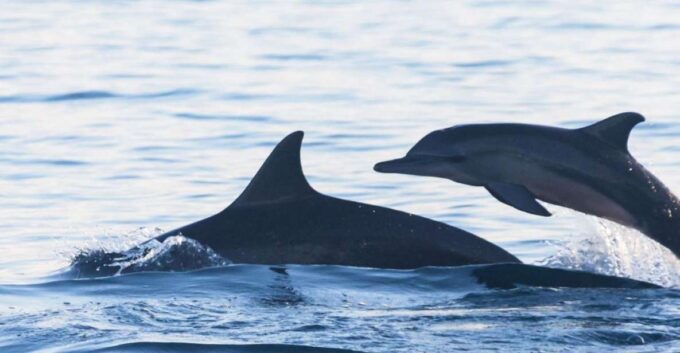 Bali Bliss: Dolphin Lovina Private Expedition - Customer Reviews