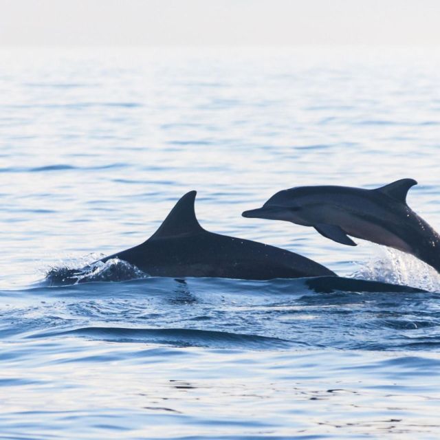 Bali Bliss: Dolphin Lovina Private Expedition - Frequently Asked Questions