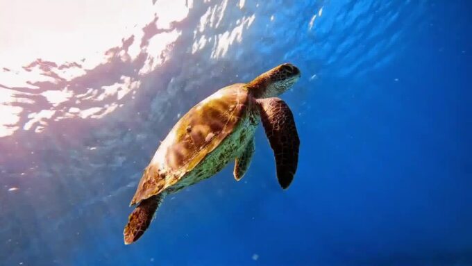 Bali: Blue Lagoon And Tanjung Jepun Snorkeling Trip - Customer Experiences