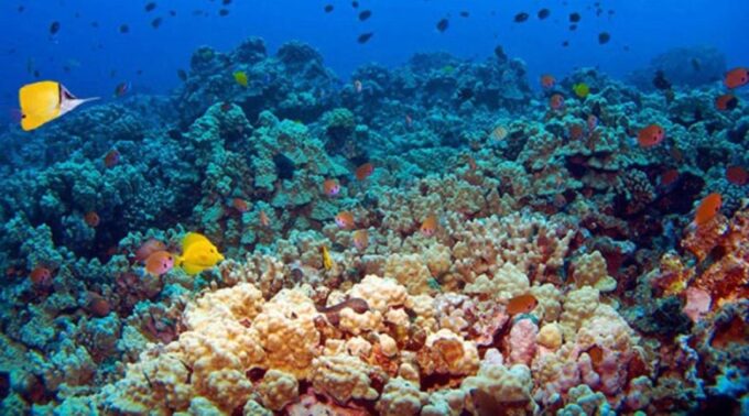 Bali: Blue Lagoon and Tanjung Jepun Snorkeling With Lunch - Frequently Asked Questions