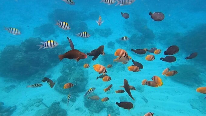 Bali Blue Lagoon Snorkeling Tour - Payment Options